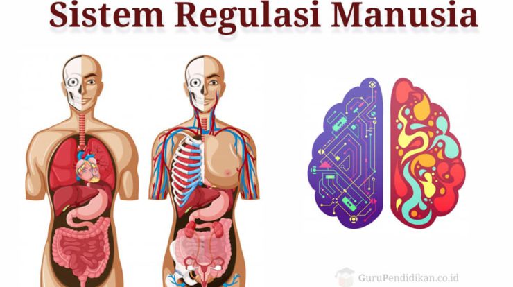 sistem-regulasi-manusia-9397933-7171386-jpg