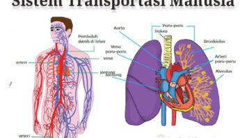 sistem-transportasi-manusia-6996112-3400216-jpg
