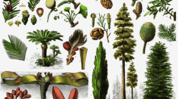 spermatophyta-9656427-4636043-png