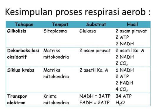 tabel-tahapan-respirasi-aerob-7240336