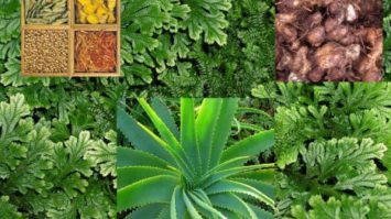 tanaman-2522107-9506886-jpg