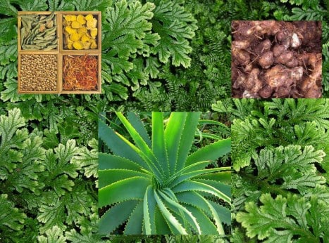 tanaman-2522107-9506886-jpg