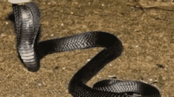 ular-3721709-8532930-png