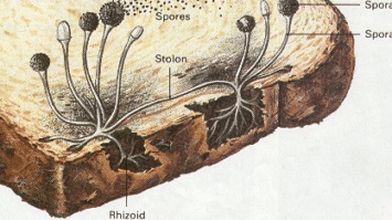 zygomycota-5462601-2441533-png