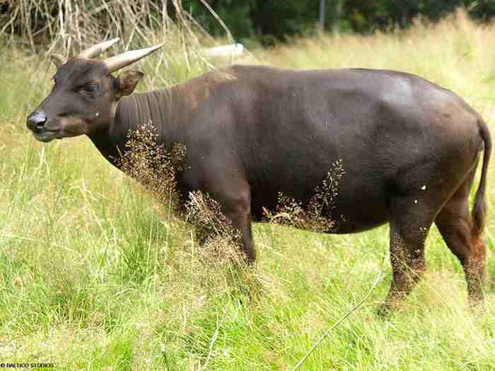 anoa-5736052