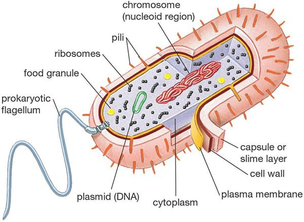 archaebacteria-5676909