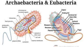 archaebacteria-dan-eubacteria-7755274-9654956-jpg