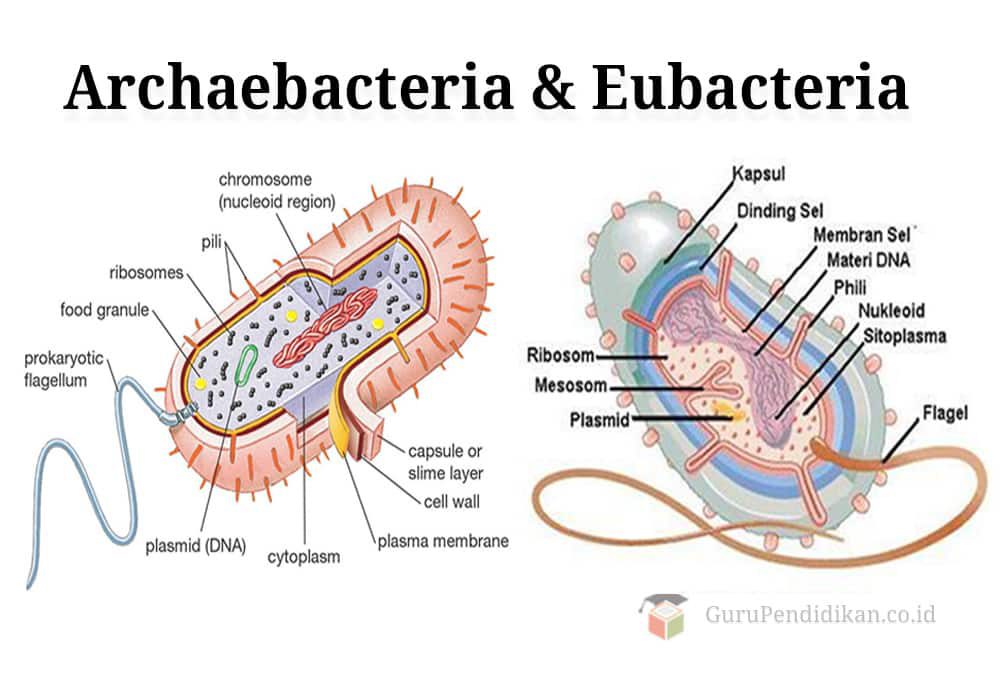 archaebacteria-dan-eubacteria-8941701