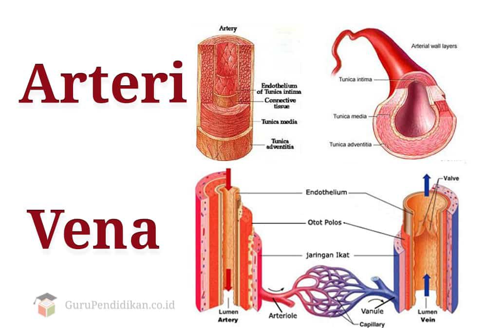 arteri-dan-vena-2470988