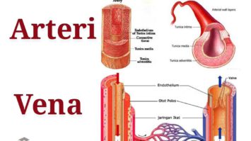 arteri-dan-vena-6710120-9675513-jpg