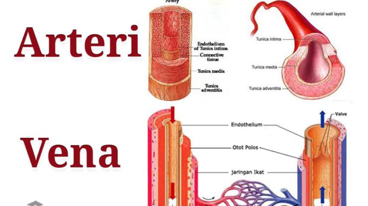 arteri-dan-vena-6710120-9675513-jpg