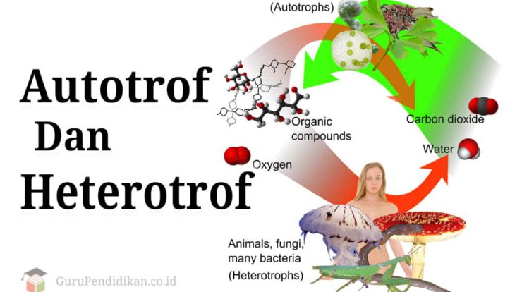 autotrof-dan-heterotrof-1122125-3024336-jpg
