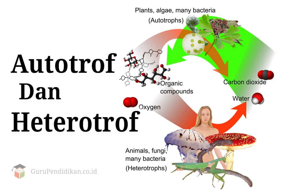 autotrof-dan-heterotrof-9572459