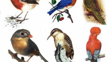 aves-7800984-9337753-jpg