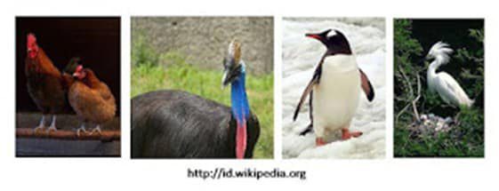 aves-hertabrata-8907927