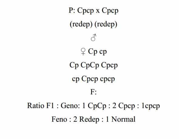 ayam-redep-8201999