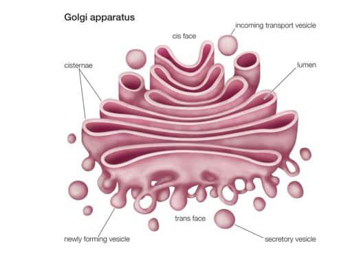 badan-golgi-9507990