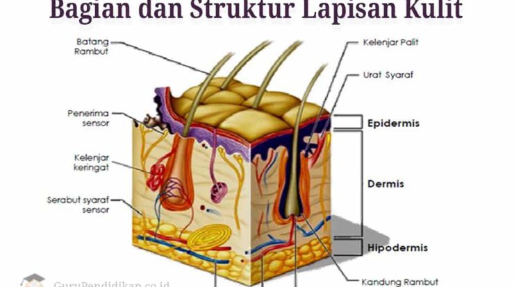 bagian-dan-struktur-lapisan-kulit-2756069-6655996-jpg