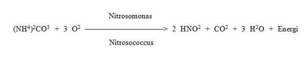 bakteri-nitrosomonas-dan-nitrosococcus-2377632