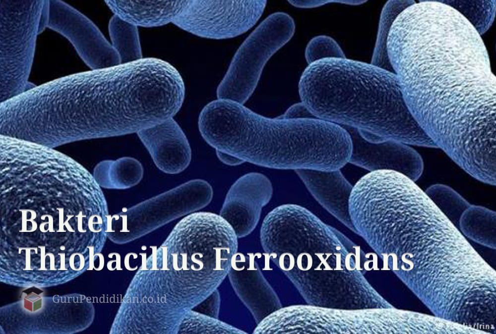 bakteri-thiobacillus-ferrooxidans-5391194