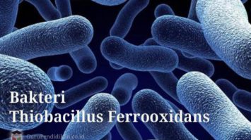 bakteri-thiobacillus-ferrooxidans-6291439-2516224-jpg