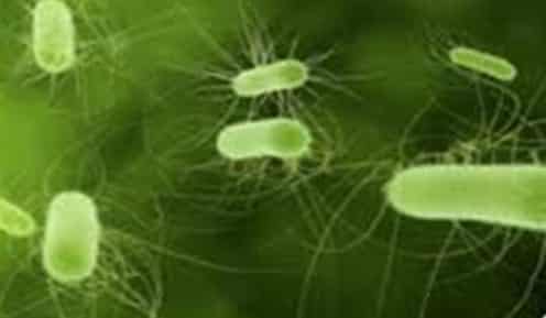 bakteriofage-escherichia-coli-7035660