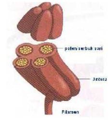 benang-sari-atau-stamen-alat-kelamin-jantan-7212912
