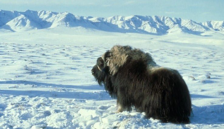 bioma-tundra-2883919