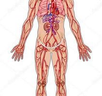 bloodstream-system-8230807-5284329-jpg