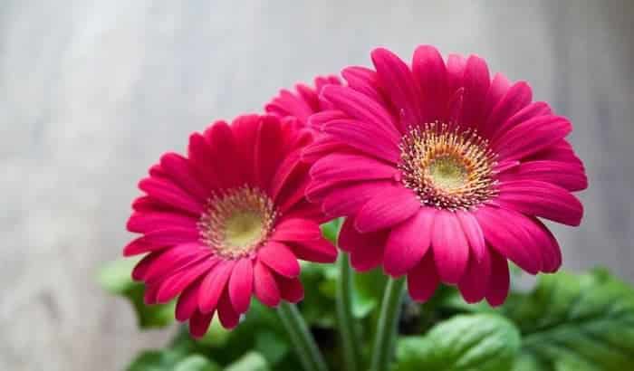 bunga-aster-2857178