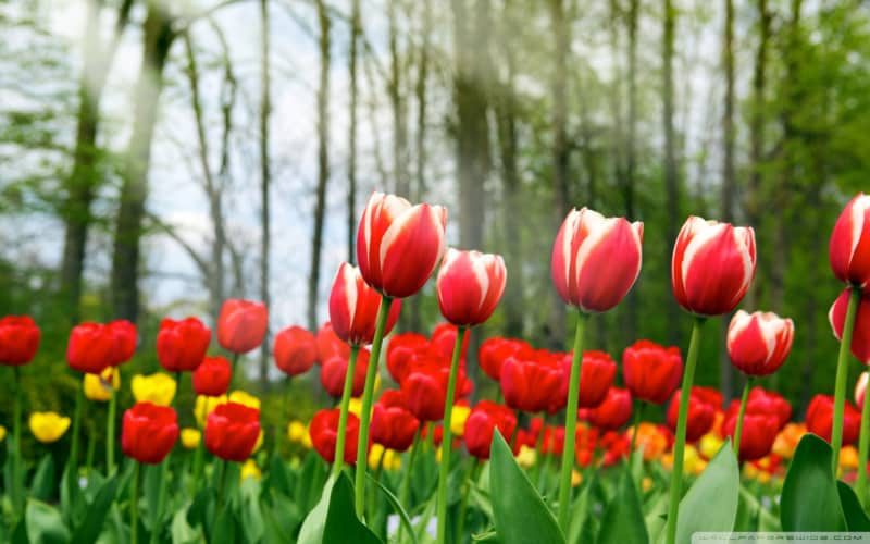 bunga-tulip-7314760