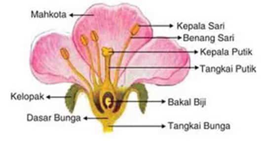 bunga-lengkap-2268821