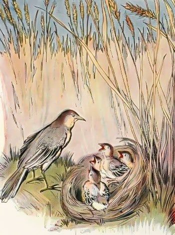 burung-pipit-yang-sombong-1707915