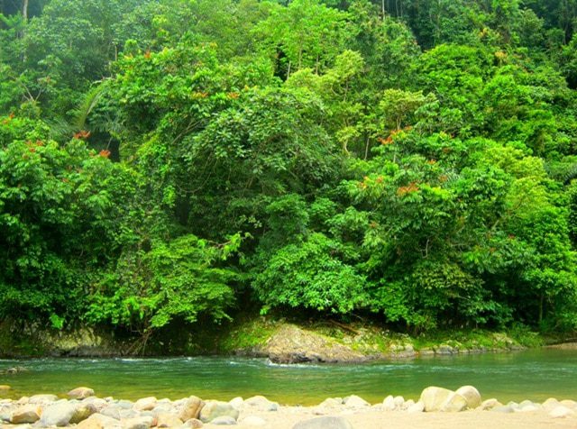 cagar-alam-siberut-5495400