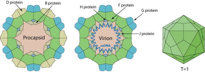 chlamydiamicrovirus-4072352