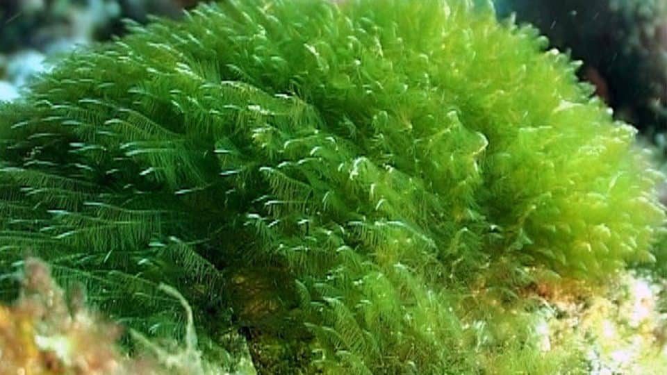 chlorophyta-alga-hijau-2213270