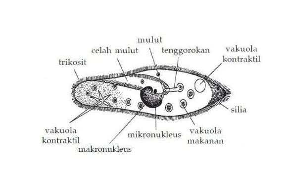 ciliata-ciliophora-9293777