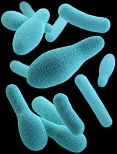 clostridium-botulinum-4589706