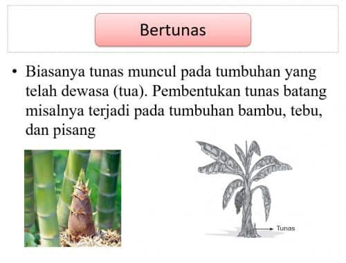 contoh-gambar-bertunas-1047799