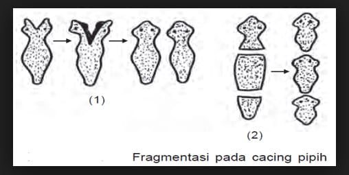 contoh-gambar-fragmentasi-2575320