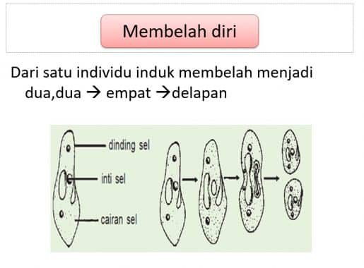 contoh-gambar-membelah-diri-9729214