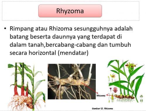 contoh-gambar-rhyzoma-4997077