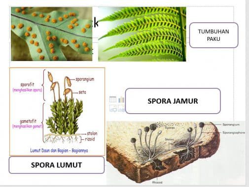 contoh-gambar-spora-2-3258582