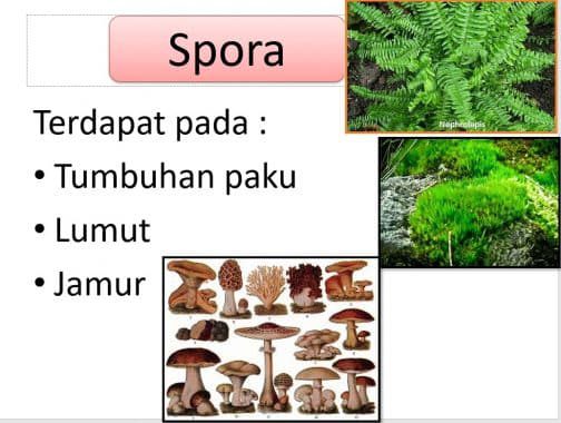contoh-gambar-spora-9724382