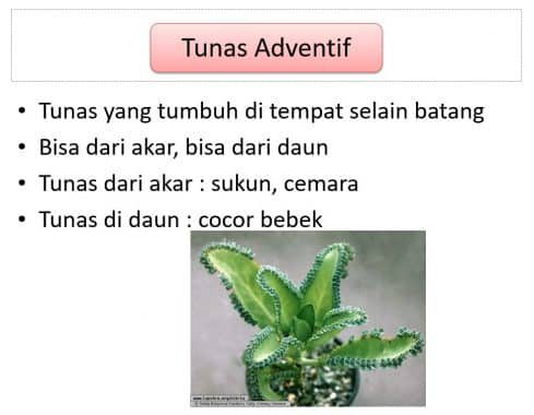 contoh-gambar-tunas-adventif-3839761