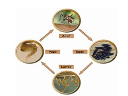 contoh-metamorfosis-sempurna-nyamuk-3702512