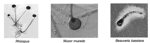 contoh-zygomycota-dan-peranannya-2598148