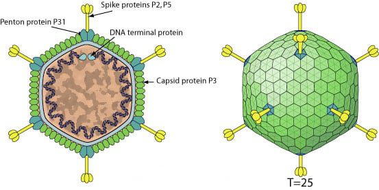 corticovirus-5191614