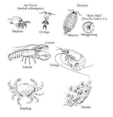 crustacea-4394078