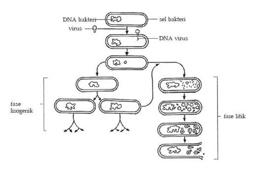 diagram-hubungan-antara-fase-litik-dan-lisogenik-1-4775637